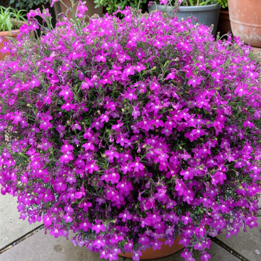 Lobelia Trailing Bedding Plants  3