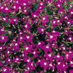 Lobelia Trailing Rose Bedding Plants  1