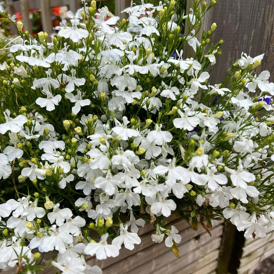 Lobelia Trailing White Bedding Plants  2
