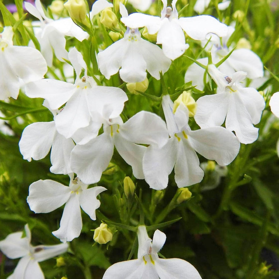 Lobelia Trailing White Bedding Plants  1