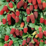 Loganberry Fruit Plant  1