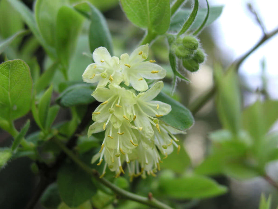 Lonicera caerulea 'Blue Moon' (Honeyberry) Lonicera caerulea 'Blue Moon' (Honeyberry) image2 2