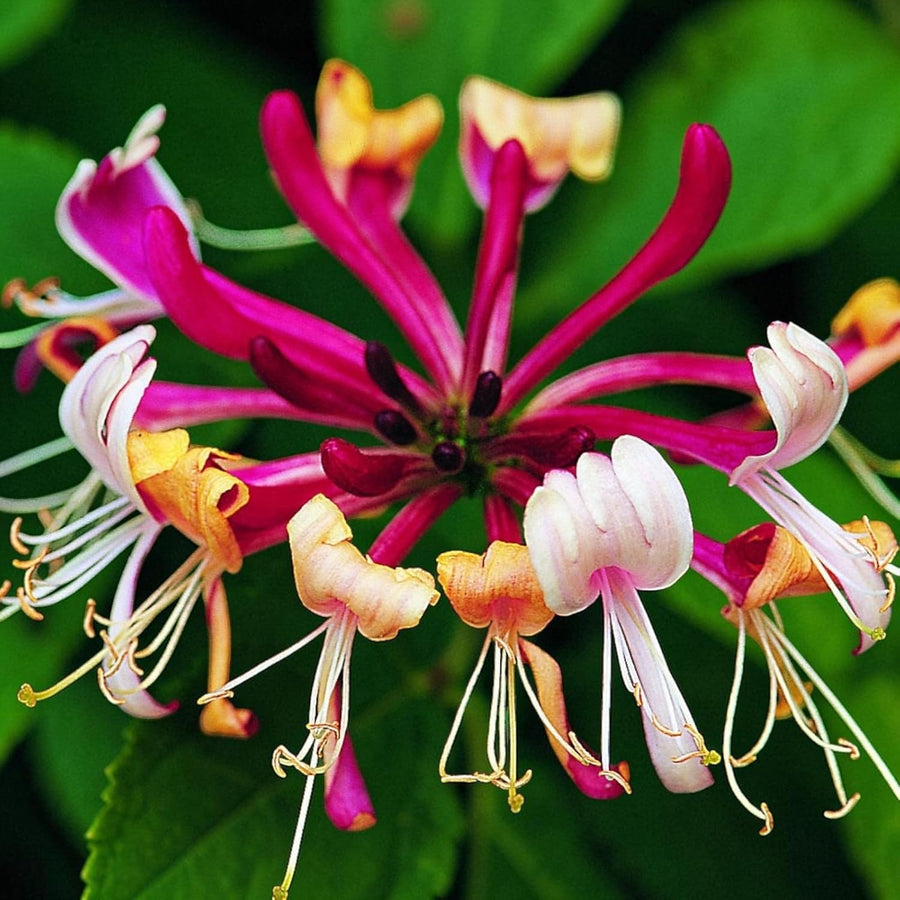 Lonicera Honeysuckle Plant Mix  2