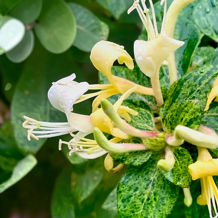 Lonicera Honeysuckle Plant Mix  5
