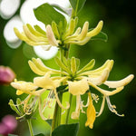 Lonicera Honeysuckle Plant Mix  4