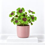 Lucky Clover Plant - Oxalis deppei  1