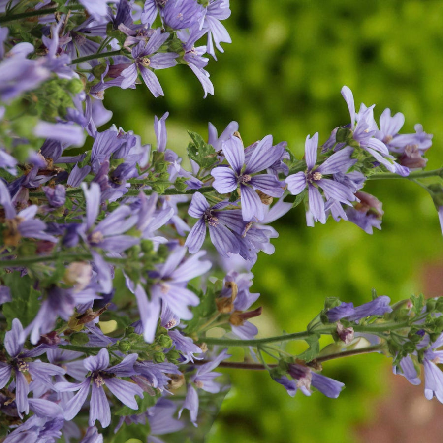 Malva Primley Blue Bare Root  1