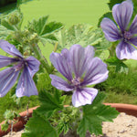 Malva Primley Blue Bare Root  4