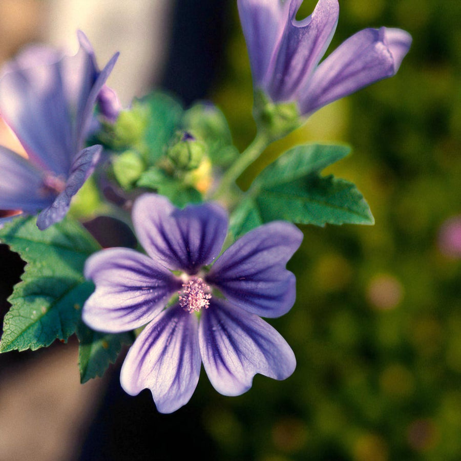 Malva Primley Blue Bare Root  1