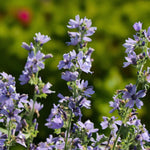 Malva Primley Blue Bare Root  3