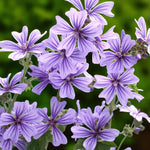 Malva Marina Bare Root  3