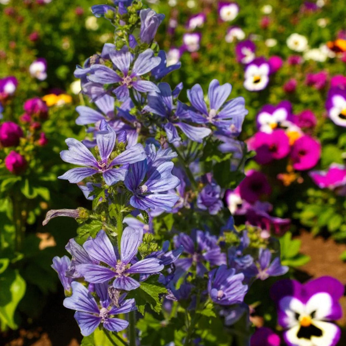 Malva Marina Bare Root  2