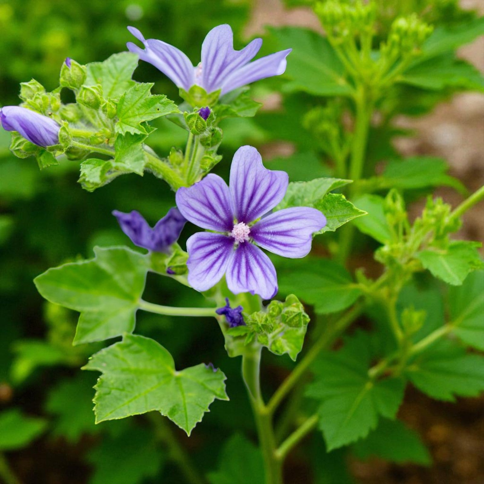 Malva Roots Malva Marina Bare Root