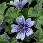Malva Marina Bare Root  4