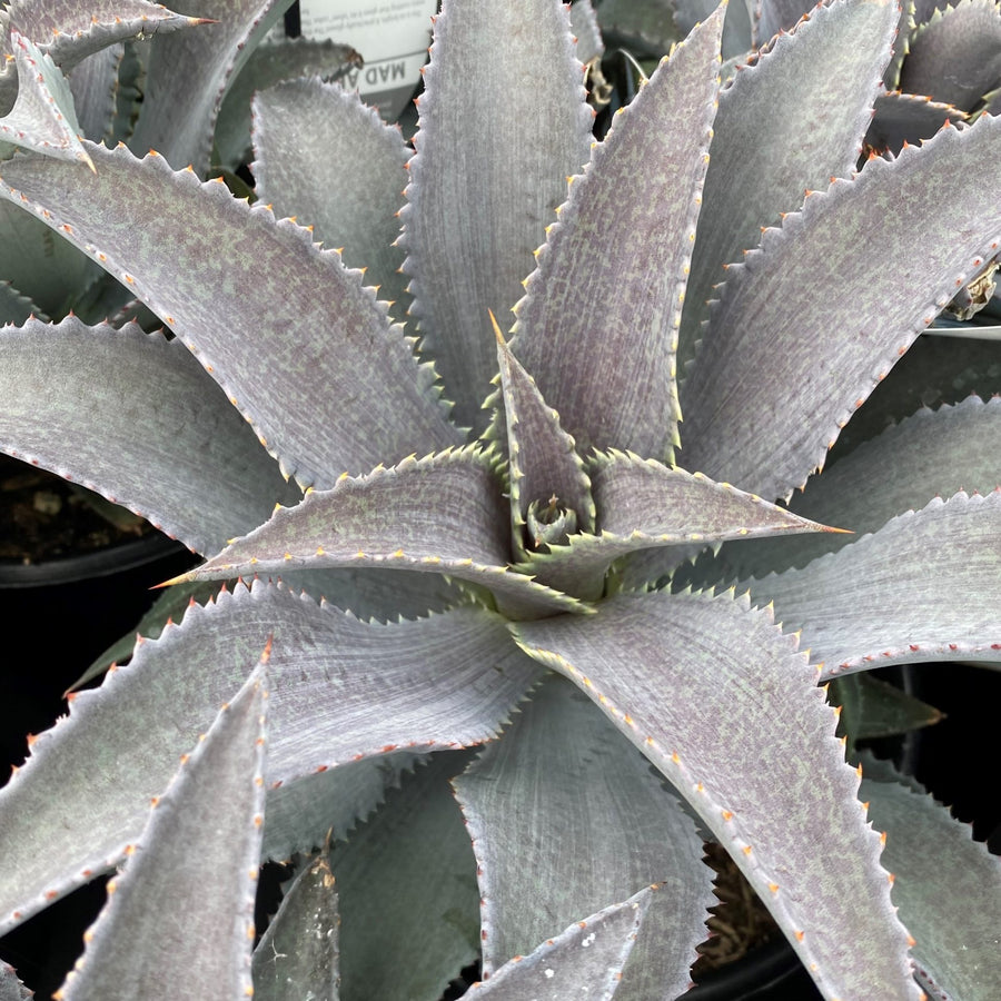 Mangave (Manfreda x Agave) - Rare Hybrid MANGAVE-SILVER-FOX 3