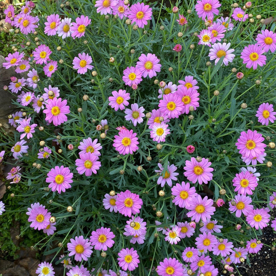 Marguerite La Rita Pink Daisy A healthy, dense marguerite daisy plant with numerous pink blooms and yellow centres, growing in garden soil. 3