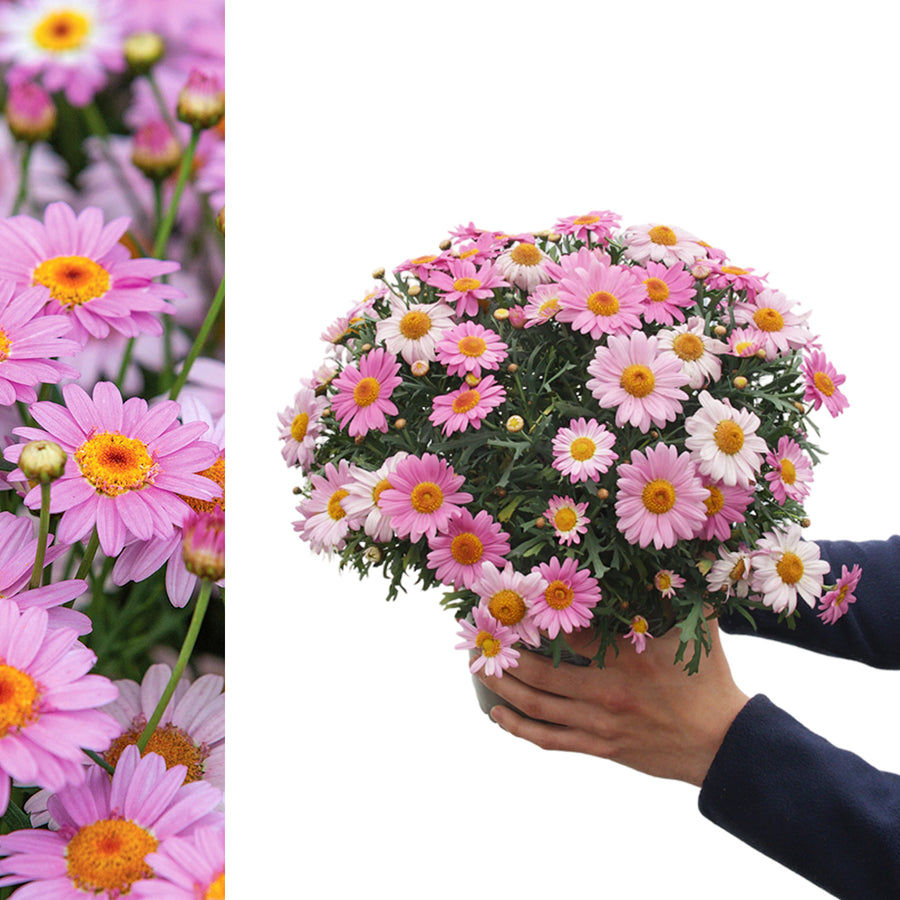 Marguerite La Rita Pink Daisy A hand holds a full potted marguerite daisy plant with abundant pink flowers, displayed beside a close-up of the same variety. 6
