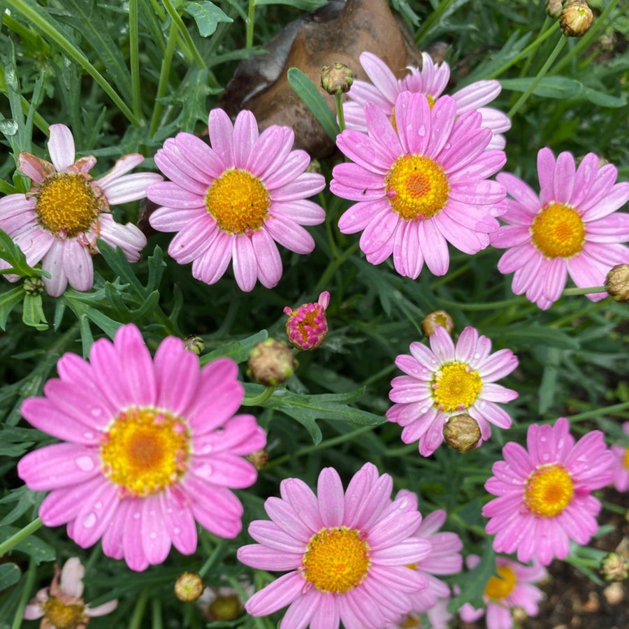 Marguerite La Rita Pink Daisy  A close-up of pink marguerite daisy flowers in various blooming stages with visible raindrops on the petals. 4