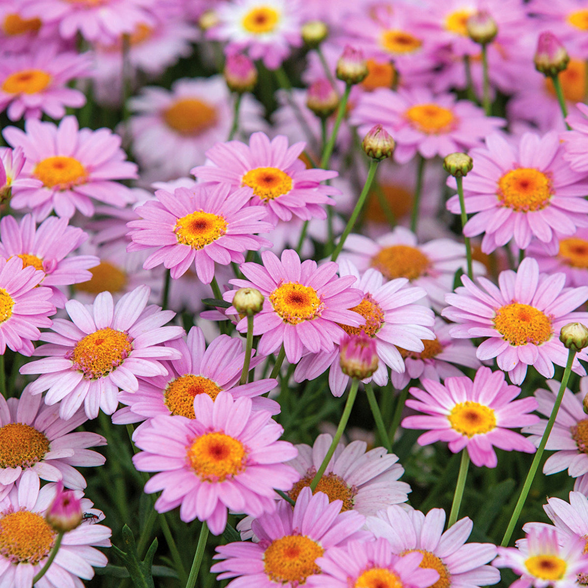 Marguerite La Rita Pink Daisy A large cluster of pink marguerite daisies in full bloom, showcasing their vibrant colour and cheerful centres. 1