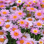 Marguerite La Rita Pink Daisy A large cluster of pink marguerite daisies in full bloom, showcasing their vibrant colour and cheerful centres. 1