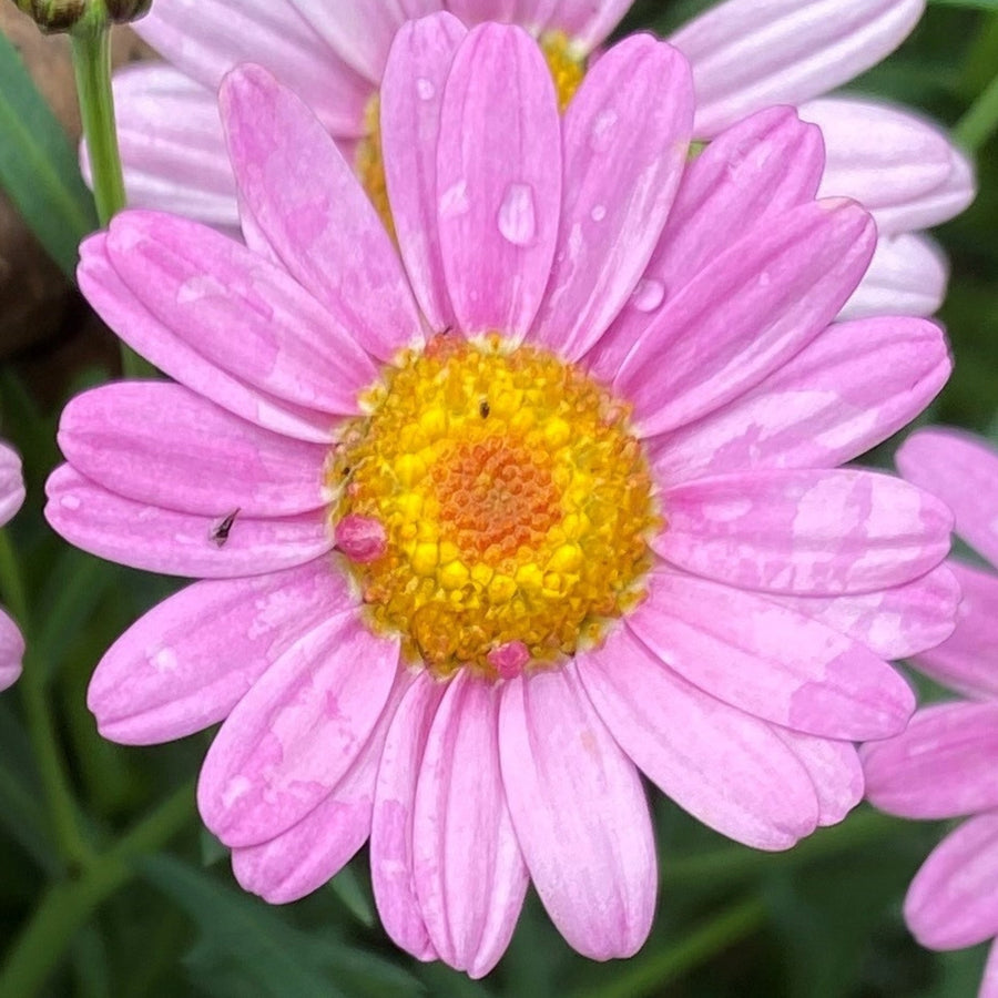 Marguerite La Rita Pink Daisy An extreme close-up of a single pink marguerite daisy flower showing delicate petals and a vivid yellow centre. 5