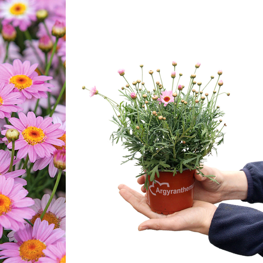 Marguerite La Rita Pink Daisy A hand presenting a small potted marguerite daisy plant with unopened buds and a few pink flowers, branded with “Argyranthemum”. 1