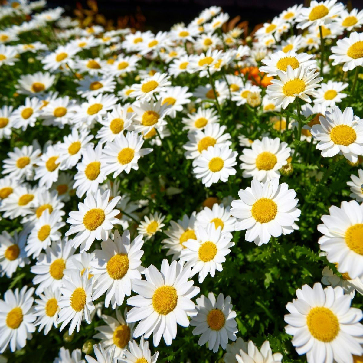 Marguerite Daisy White A dense bed of blooming white marguerite daisies with bright yellow centres, surrounded by green foliage in a sunny outdoor setting. 1