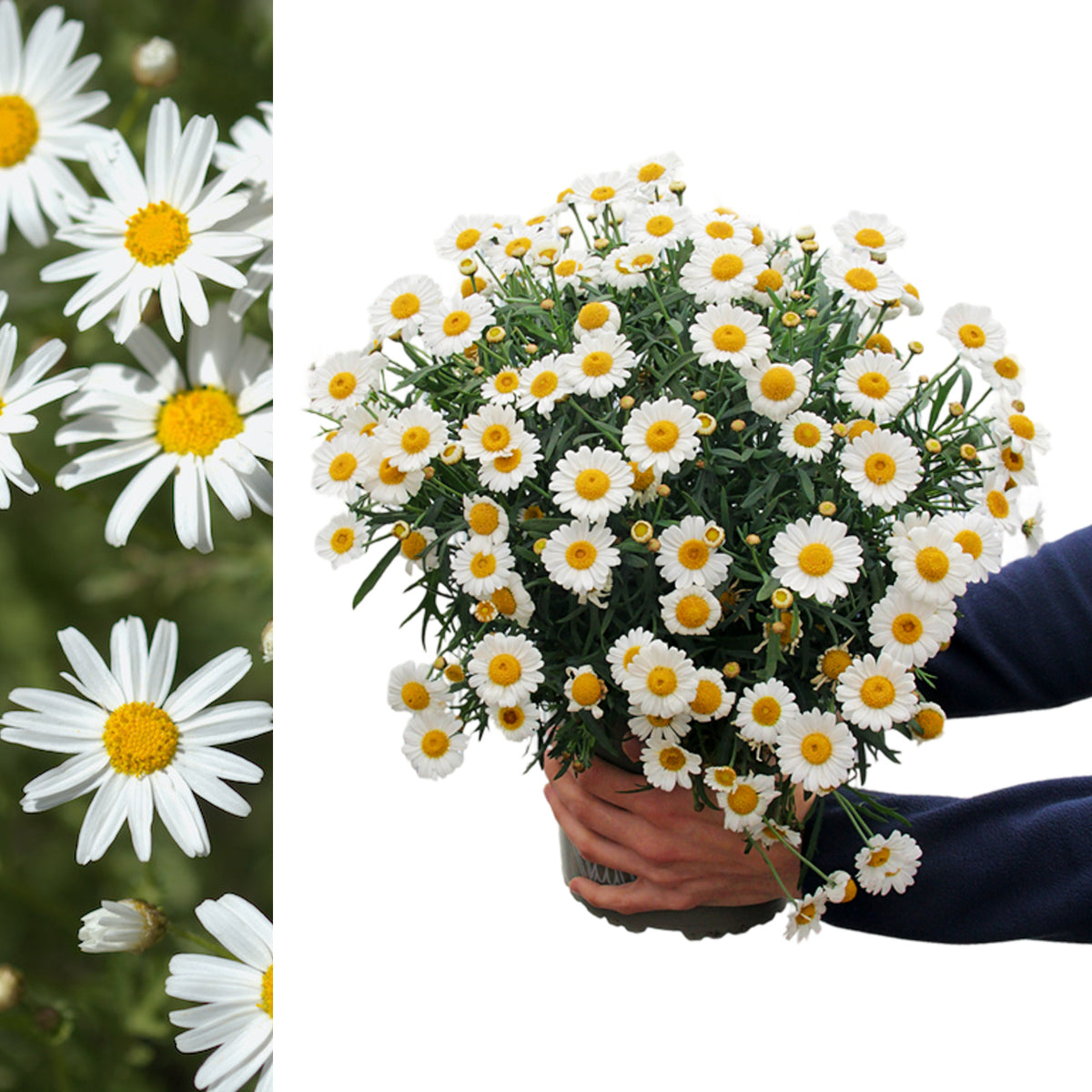 Marguerite Daisy White A potted marguerite daisy plant with numerous white flowers and yellow centres, held in both hands against a white background. 6
