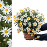 Marguerite Daisy White A potted marguerite daisy plant with numerous white flowers and yellow centres, held in both hands against a white background. 5