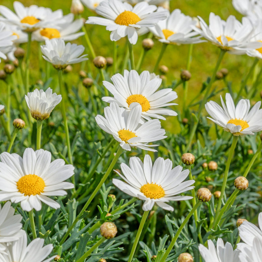 Marguerite Daisy White A group of white marguerite daisies with yellow centres growing in a lush green garden, with buds in various stages of blooming. 3