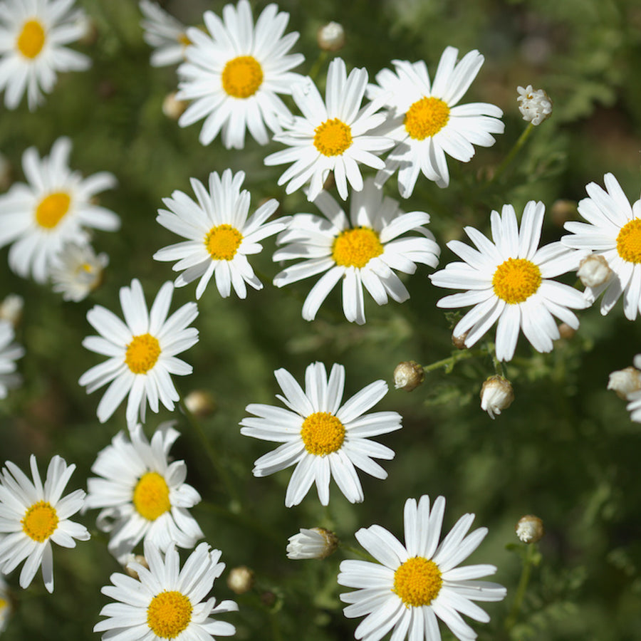 Marguerite Daisy White A scattering of small white marguerite daisy flowers with yellow centres among green stems and leaves. 4