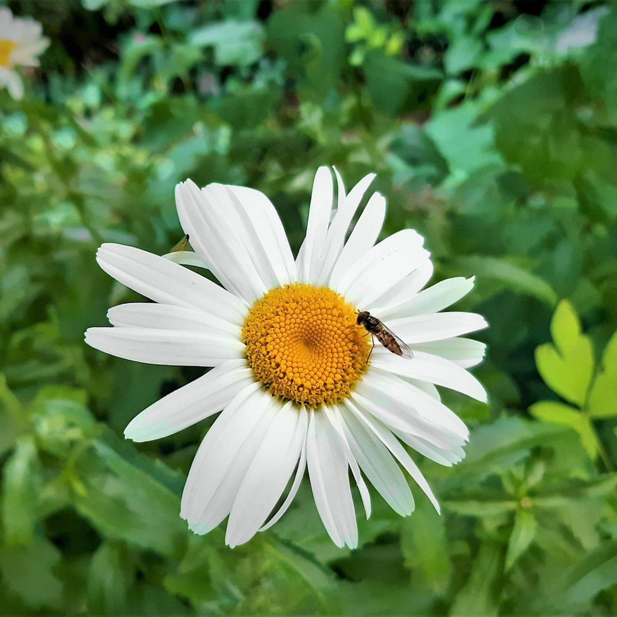 Marguerite Daisy White A single white marguerite daisy flower with a yellow centre visited by a small hoverfly, set against a soft green background. 5