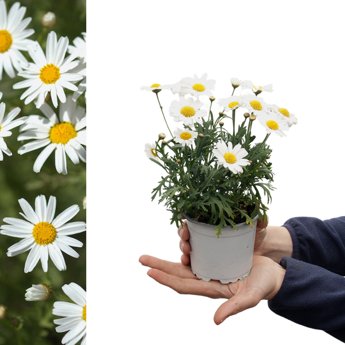 Marguerite Daisy White A small marguerite daisy plant in a white pot, displaying multiple white flowers and buds, held in cupped hands for scale. 1