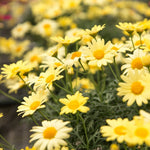 Marguerite La Rita Yellow Daisy Close-up of a vibrant cluster of yellow marguerite daisy flowers blooming outdoors in soft sunlight. 1