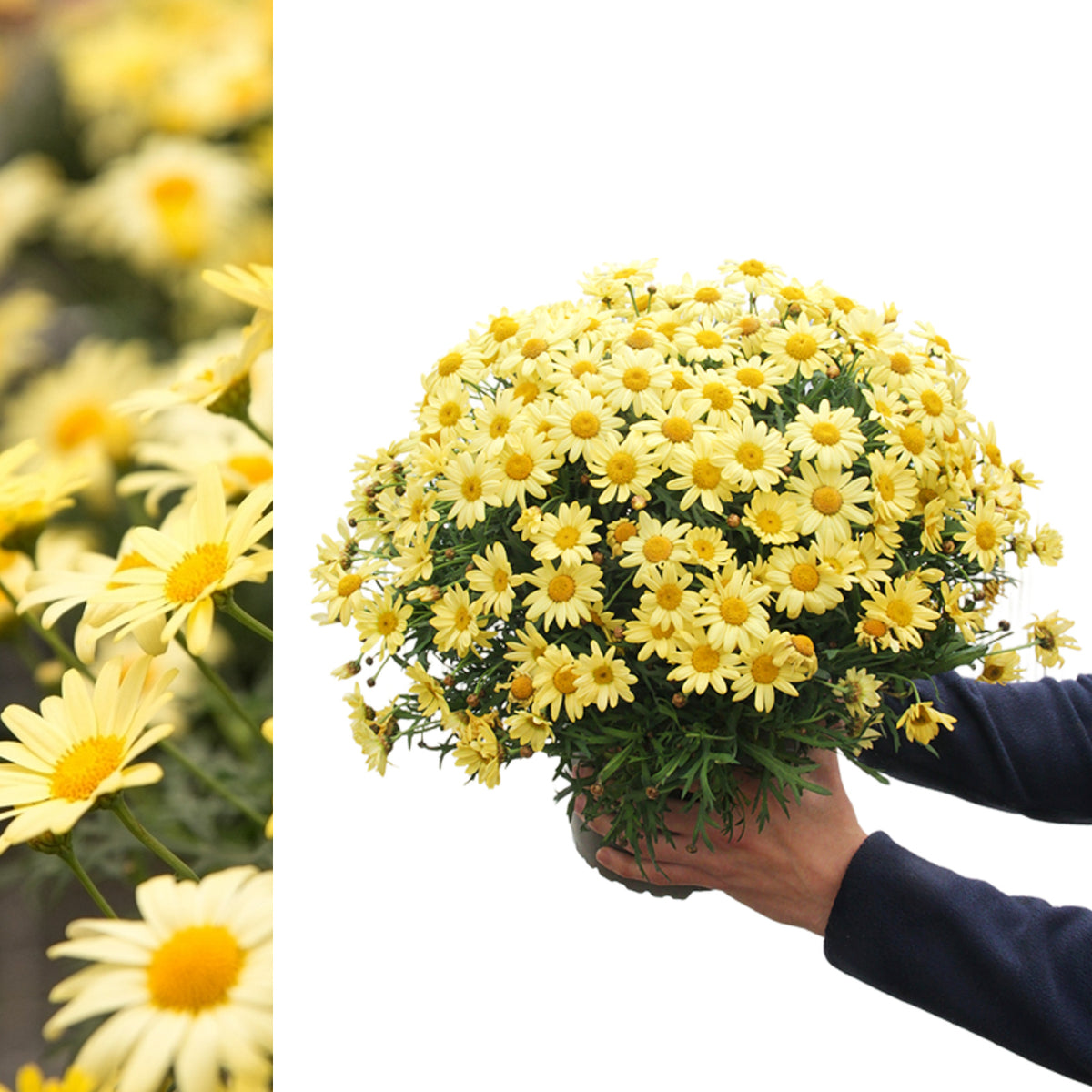 Marguerite La Rita Yellow Daisy A person holding a large potted yellow marguerite daisy plant in full flower, with background faded to white for emphasis. 1