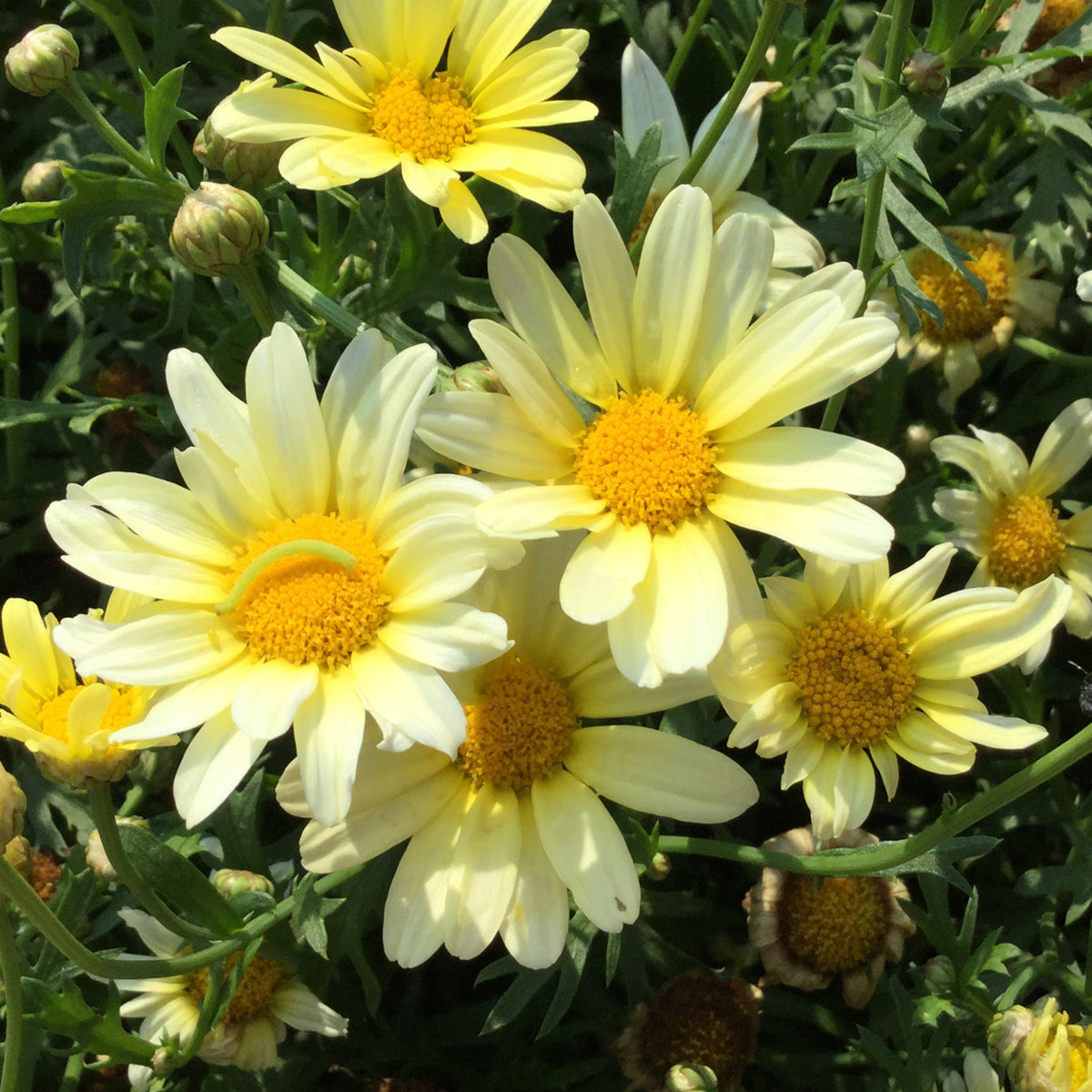 Marguerite La Rita Yellow Daisy Pale yellow marguerite daisies in bloom, surrounded by green foliage and unopened buds. 3