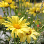 Marguerite La Rita Yellow Daisy Bright yellow marguerite daisy flower in sharp focus, with several others blurred in the background. 3