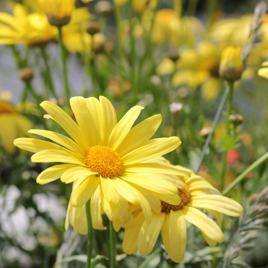Marguerite La Rita Daisy  6
