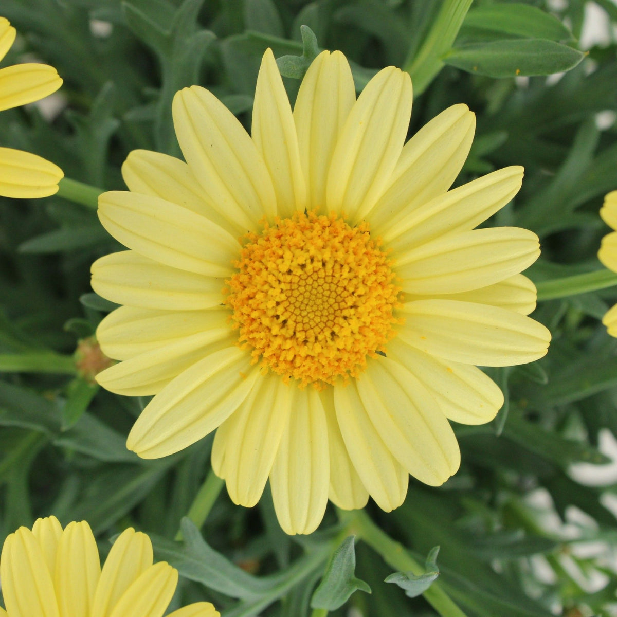 Marguerite La Rita Yellow Daisy Detailed view of a single lemon-yellow marguerite daisy flower against green, serrated leaves. 5