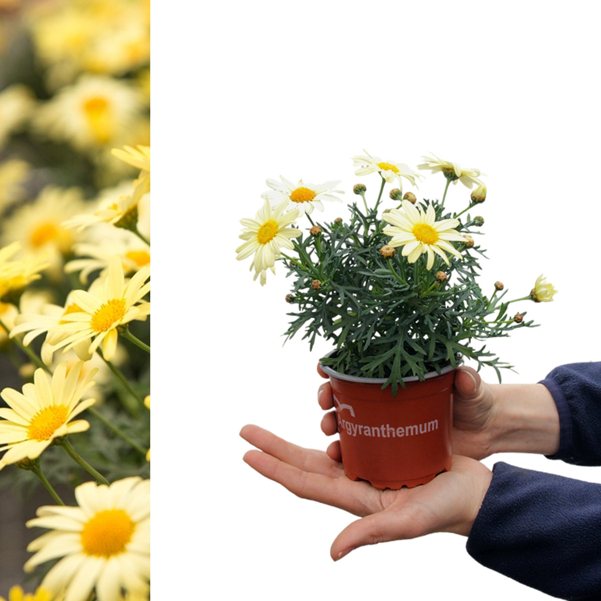 Marguerite La Rita Yellow Daisy  A person holding a small plant pot containing a young yellow marguerite daisy plant with several open flowers and buds. 6