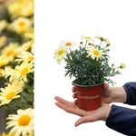 Marguerite La Rita Yellow Daisy  A person holding a small plant pot containing a young yellow marguerite daisy plant with several open flowers and buds. 6