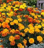 Marigold 'French' Plants A vibrant garden bed filled with a mix of yellow, orange, red, and bicolour French marigold flowers in full bloom, with lush green foliage and a wooden bench in the background. 1