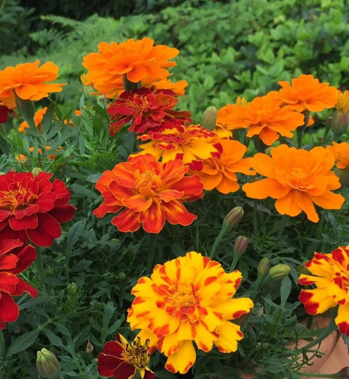 Marigold 'French' Plants Close up view of a colourful variety of French marigolds in red, orange, and yellow shades, blooming together in a lush garden with a backdrop of green foliage. 3