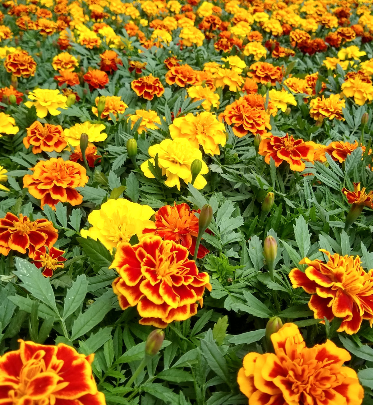 Marigold 'French' Plants Dense planting of French marigold flowers in mixed colours—golden yellow, fiery orange, and red—with buds and dark green leaves spread across a field. 4