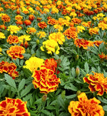 Marigold 'French' Plants Dense planting of French marigold flowers in mixed colours—golden yellow, fiery orange, and red—with buds and dark green leaves spread across a field. 3