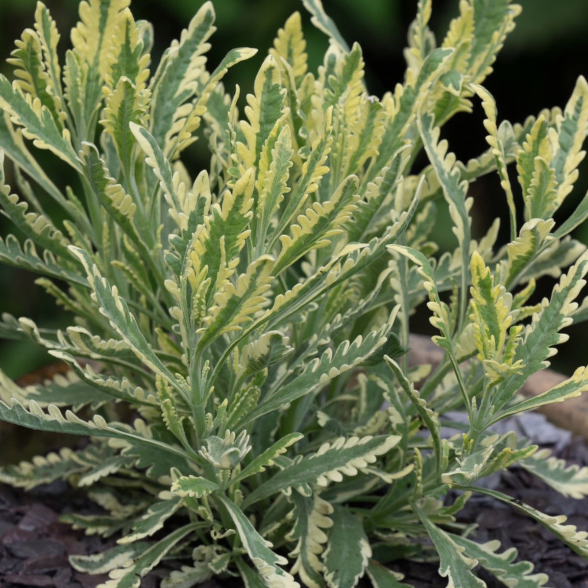 Lavender Meerlo Lavender Meerlo image1 1