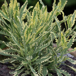 Lavender Meerlo Lavender Meerlo image1 1