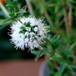 White Water Spearmint - Mentha cervina Alba Pond Plant Close up of a fluffy white flower head of the Mentha white water spearmint plant, showing delicate, long stamens and green leaves in the background. 1