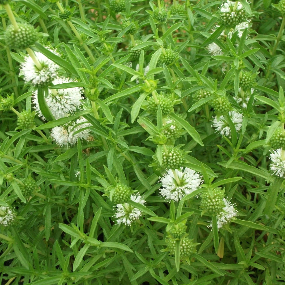 White Water Spearmint - Mentha cervina Alba Pond Plant Dense cluster of Mentha white water spearmint plants, displaying numerous small white flower heads among narrow, lance shaped green leaves. 2