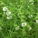 White Water Spearmint - Mentha cervina Alba Pond Plant Dense cluster of Mentha white water spearmint plants, displaying numerous small white flower heads among narrow, lance shaped green leaves. 2